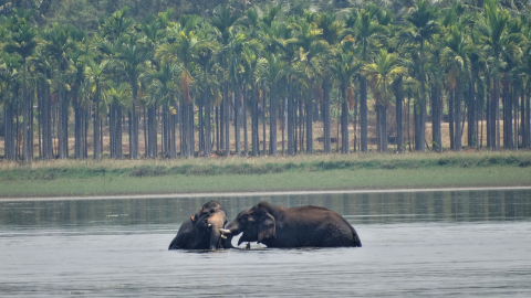 Frontier Elephant Programme