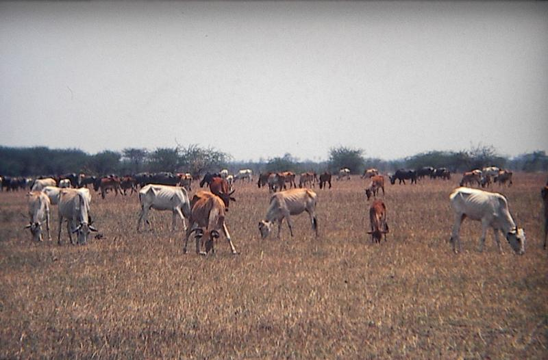 The wetlands are the traditional grazing grounds for many neighbouring villages.